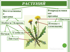 Презентация классификация цветковых растений 6 класс