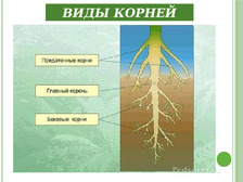 Презентация классификация цветковых растений 6 класс