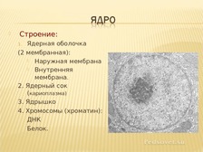 Определите какой цифрой на рисунке обозначена кариоплазма