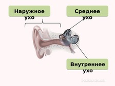 Внешнее среднее и внутреннее ухо