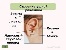 Строение ушной раковины