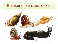 Брюхоногие моллюски краткое